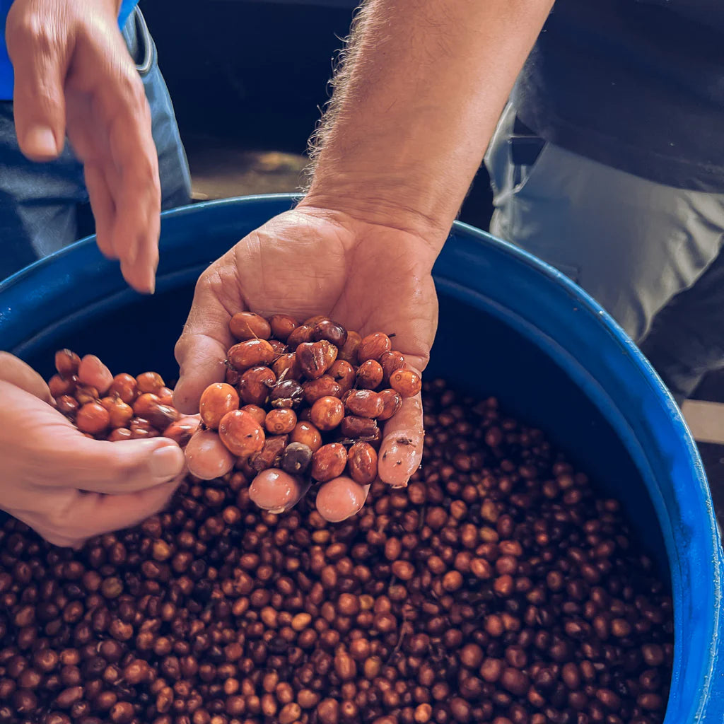 Colombia Quindío Campo Hermoso Watermelon Co-Ferment 250g