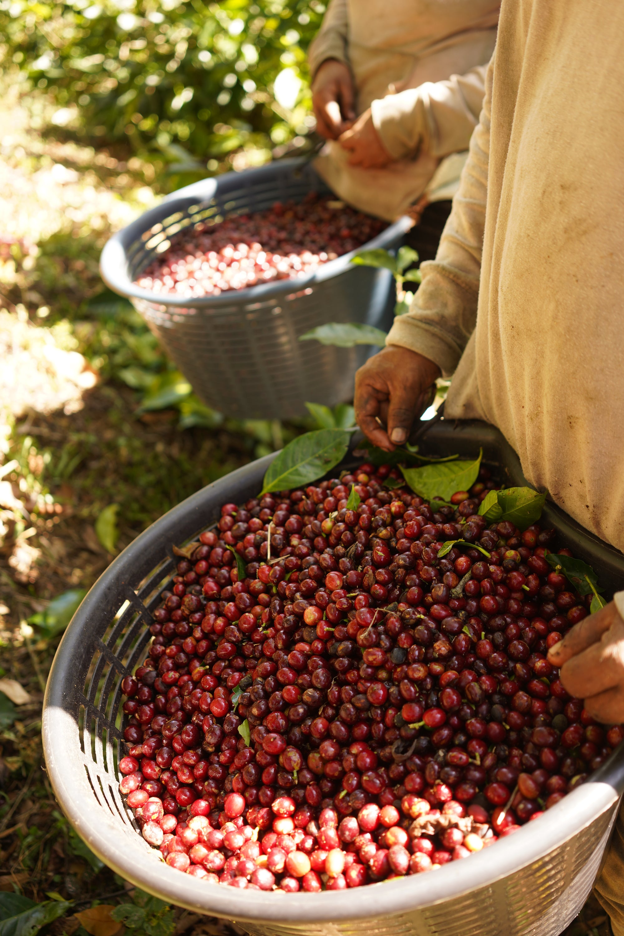 Costa Rica Natural Process 250g