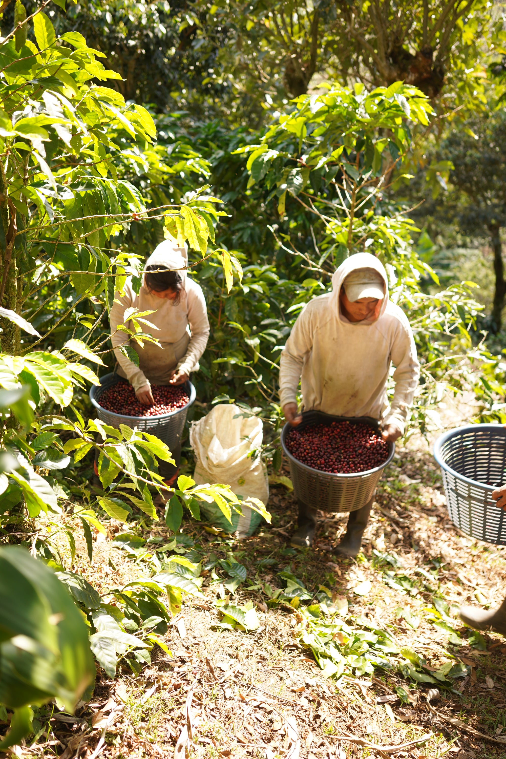 Costa Rica Natural Process 250g