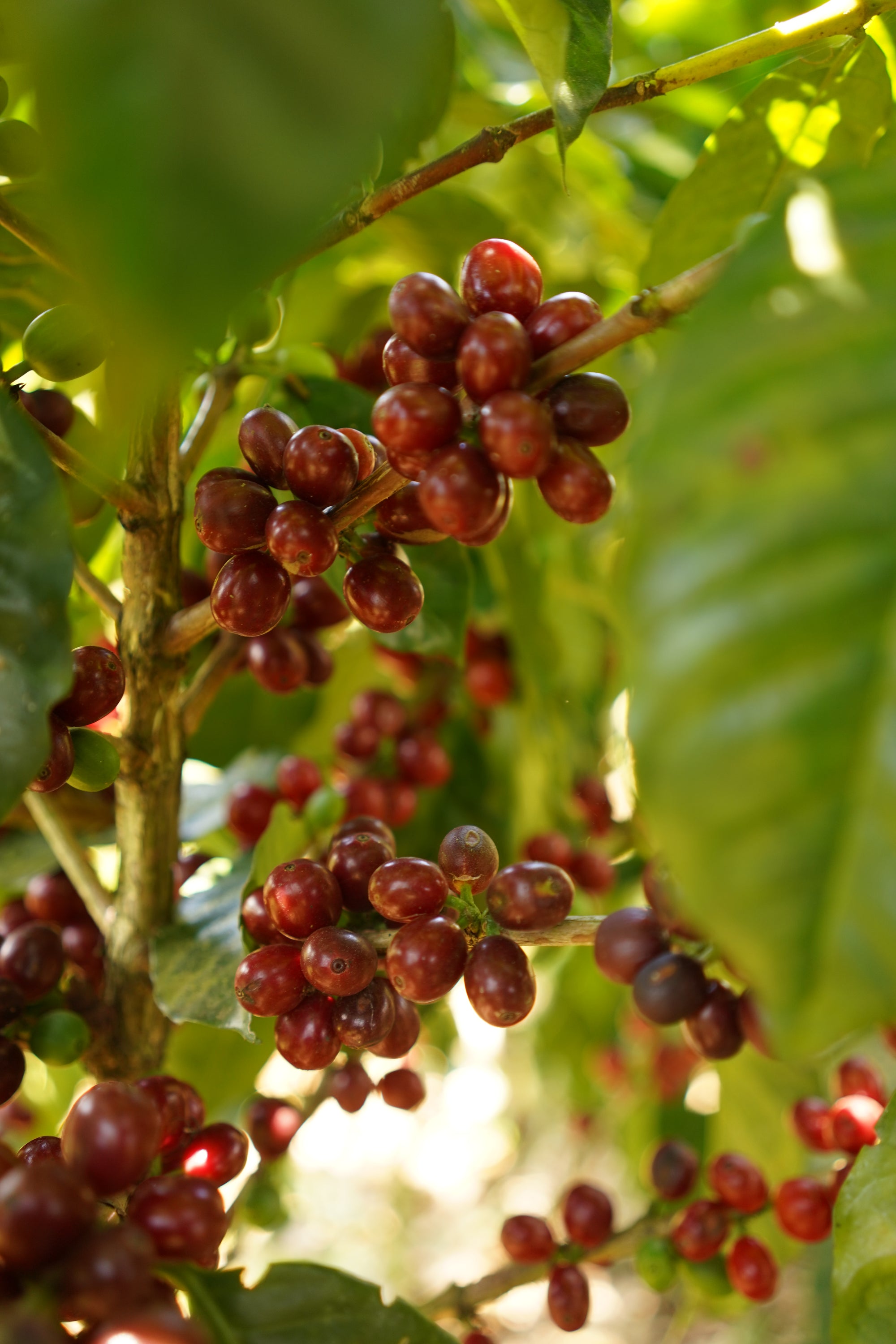 Costa Rica Natural Process 250g