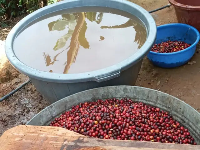 Oaxaca, Mexico Sierra Mixteca 250g Bag